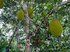 -中国科学院西双版纳热带植物园
