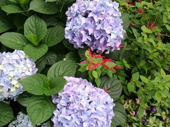 -深圳国际园林花卉博览园