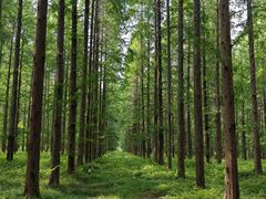 -黄海国家森林公园