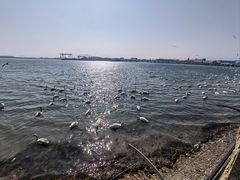 -烟墩角天鹅湖