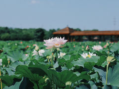 -荷塘月色湿地公园·向阳花洲