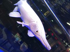 -中环花鸟鱼虫市场