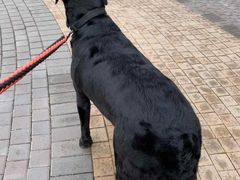 -欧奕国际动物医院