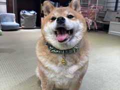 -逗柴咖啡屋·狗咖猫咖宠物桌游