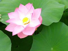-羊山湖公园