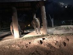 -清迈夜间动物园