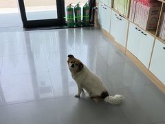 -瑞派宠物医院·24h·骨外科·皮肤科·全科宠物医疗转诊中心(沈阳浑南院)