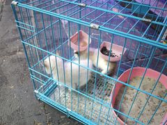 -青石桥花鸟鱼虫市场(叠翠城店)