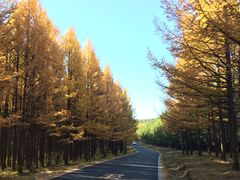 -塞罕坝国家级自然保护区