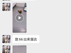 -睿金宠物医院·CT·肿瘤·骨外科