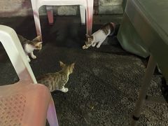 -七裕庄(凯旋南路店)