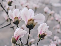 -东华门大街小区