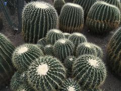-南山植物园
