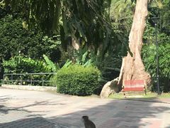 -槟城植物园