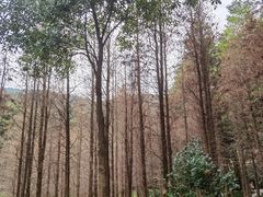 -广州市帽峰山景区