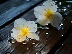 -鲜芋仙(宝地广场店)