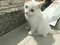 -萌萌牛紫米露(烟台大学店)
