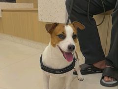 -爱妮康宠物医院·干细胞免疫细胞·肿瘤·心脏(张江店)