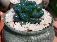 -金科花卉市场