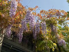 -西湖游船