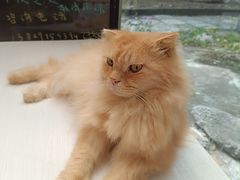 -猫咪派对(江南西店)