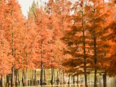 -白鹭湾湿地公园