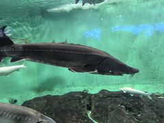 -太平洋海底世界