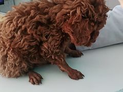 -乖乖乐动物医院(小汤山分院)