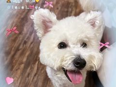 -帕帕拉兹宠物(亚洲旗舰店)