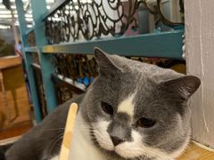 -猫小院猫主题咖啡厅(北锣店)