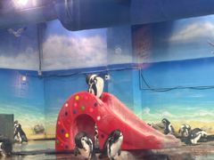 -海合安武汉极地海洋公园
