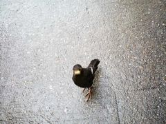 -阿一猪红汤(东风西路店)