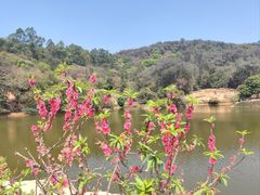 -南国桃园旅游度假区