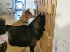 -柴犬小屋·柴餐厅·狗咖食堂(金鼎广场店)