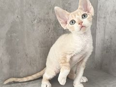 -小猫来了·猫舍(红山六九七九店)