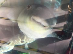 -肆月河豚·新淮扬(金融街店)