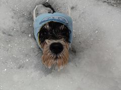 -Oh My Dog宠物沙龙(伊珊娜皮毛护理店)