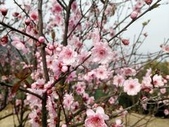 -香雪海