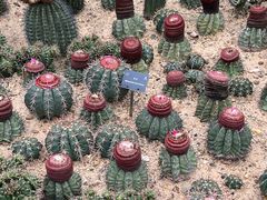 -深圳仙湖植物园
