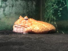 -上海大自然野生昆虫馆(东方明珠·爬宠昆虫探索中心)