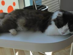 巧克力-米宠家·撸猫猫咖小萌宠·猫咪洗澡·猫咪寄养(高新大都荟店)