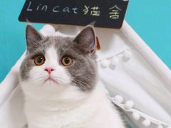 -lincat·猫舍(广州店)