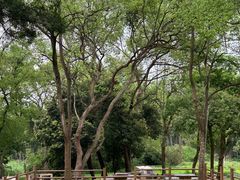 -南宁良凤江国家森林公园