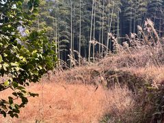 -宁波浙东大竹海景区