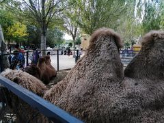 -长白岛森林公园