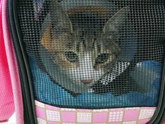 -宠颐生嘉德动物医院