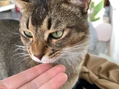 -喵屿·大理花园猫咖