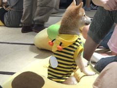 -逗柴咖啡屋·狗咖猫咖宠物桌游