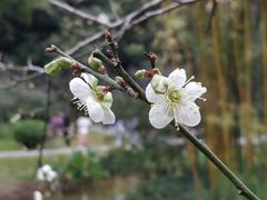 -云溪植物园