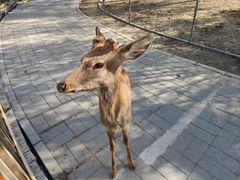 -北京鹿世界主题园